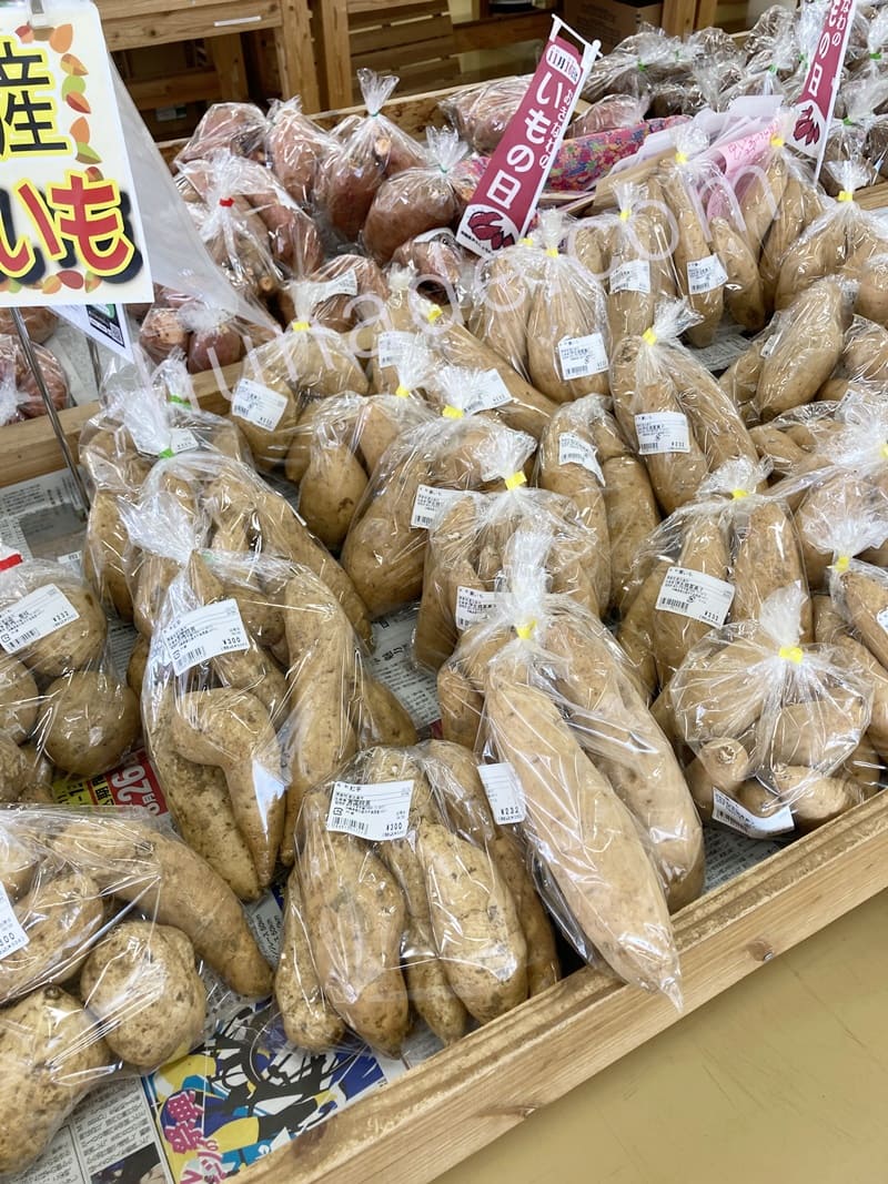 サツマイモ　沖縄県外　持ち出し禁止　植物検疫